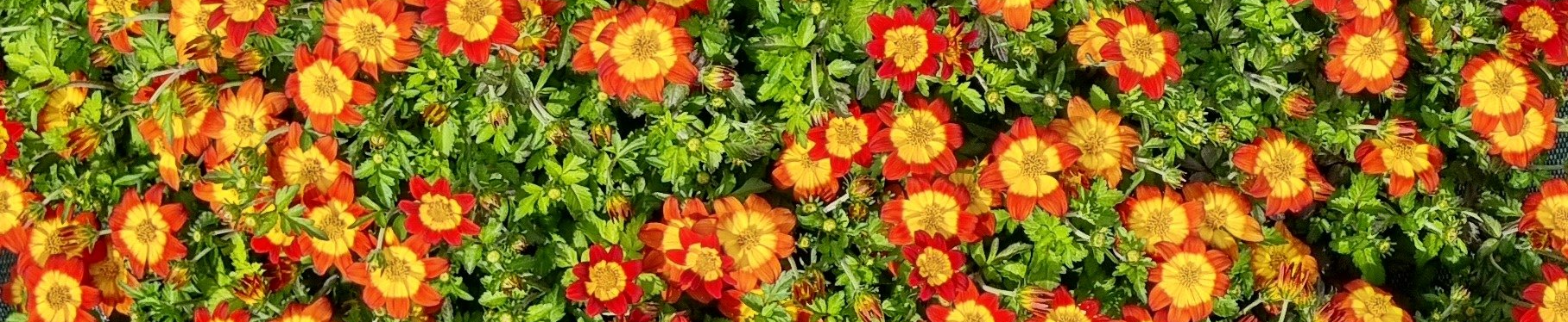 PEPINIERE DES ASPRES GRASSE 2024 ALPES MARITIMES JARDINERIE