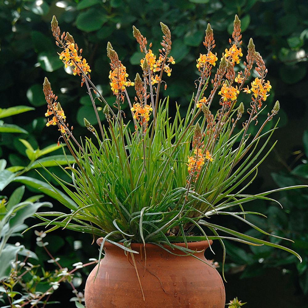 PEPINIERE DES ASPRES GRASSE 2024 ALPES MARITIMES JARDINERIE