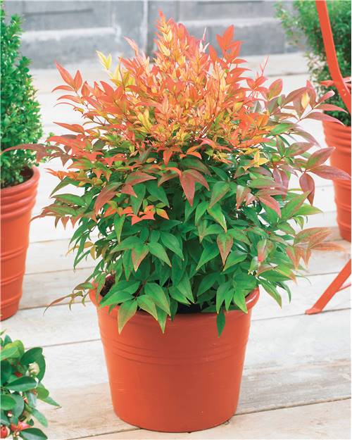 VIVERO ASPRES GRASSE 2025