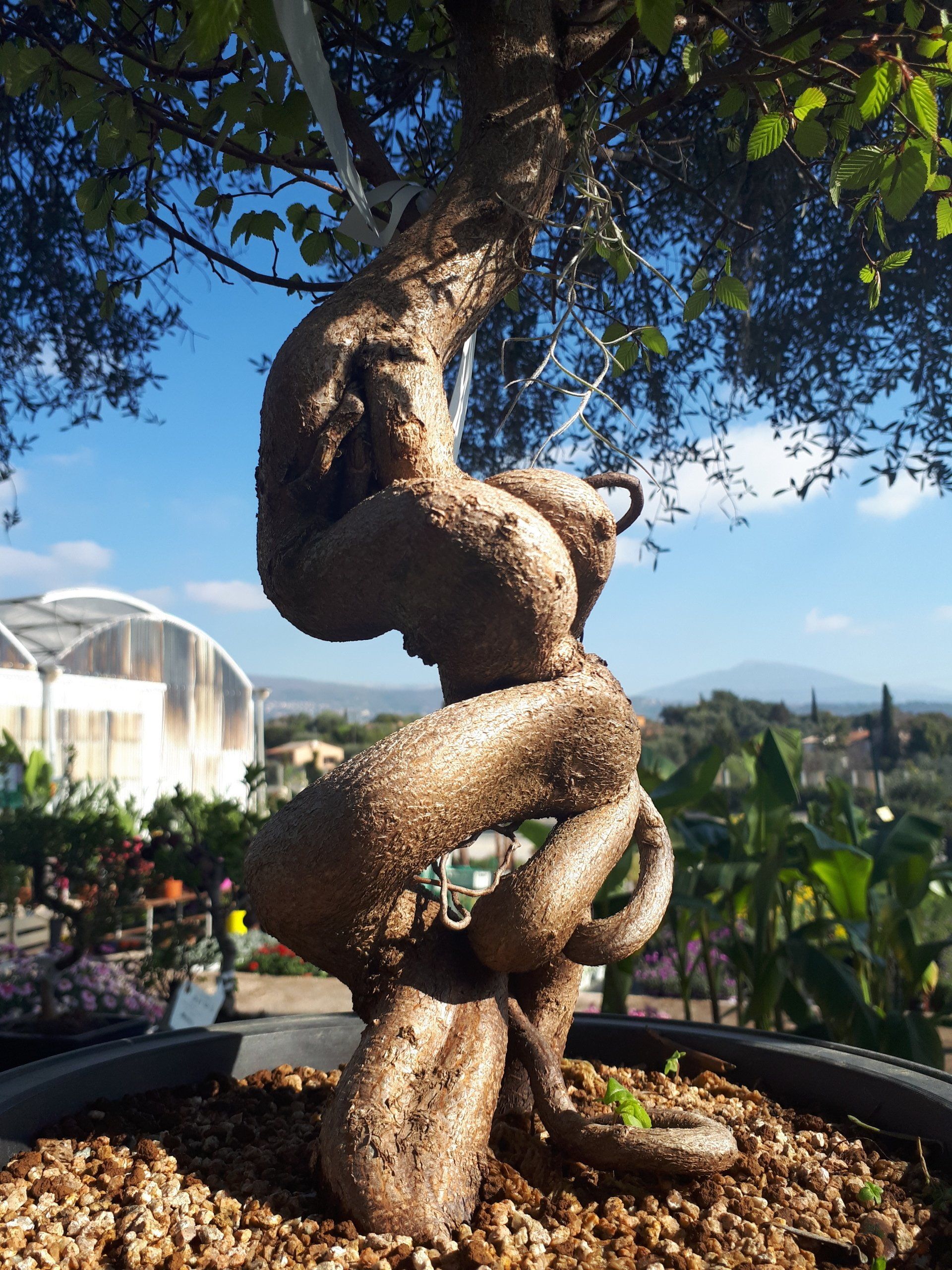 PEPINIERE DES ASPRES GRASSE 2025