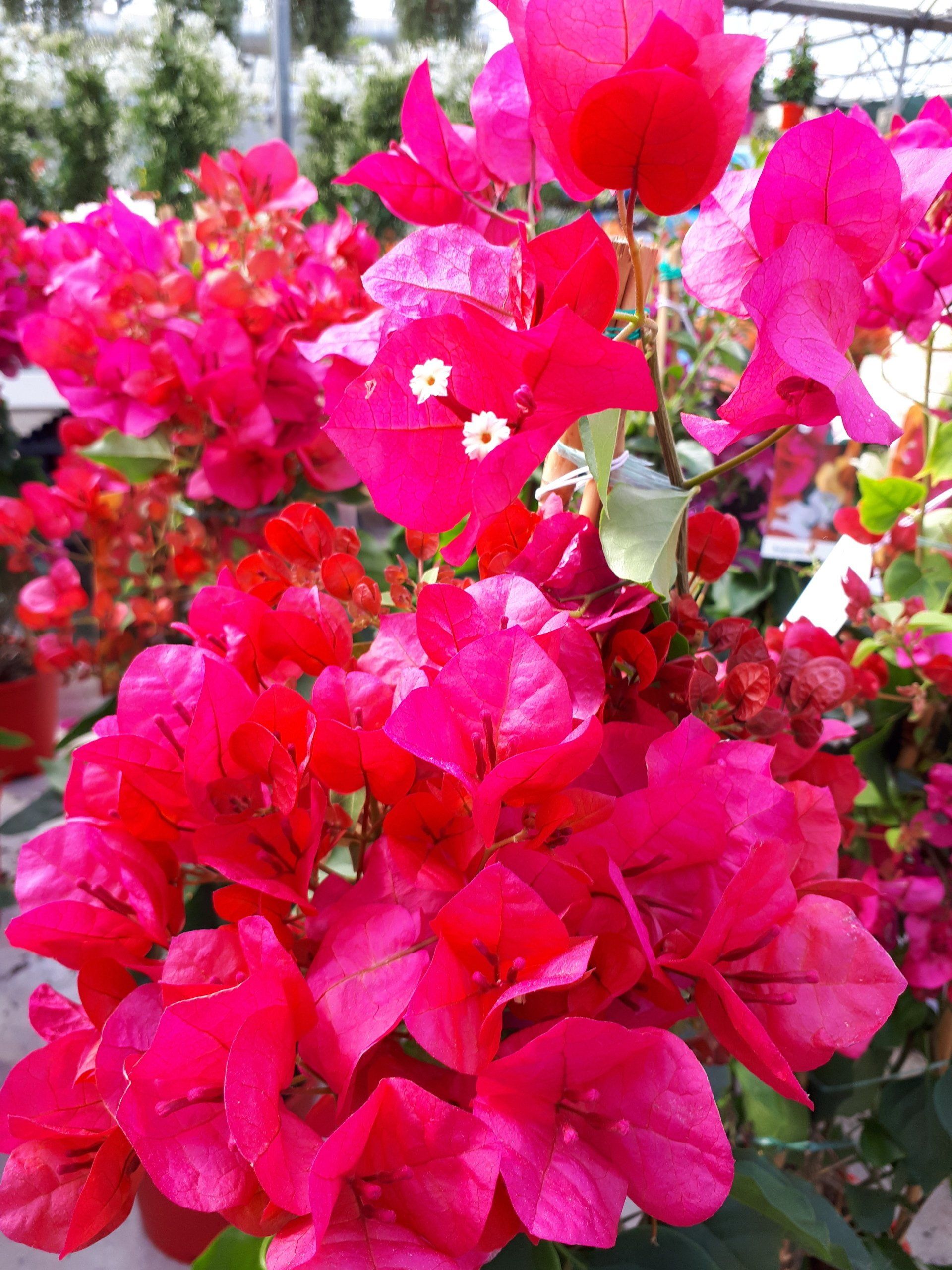 PEPINIERE DES ASPRES GRASSE 2024 ALPES MARITIMES JARDINERIE