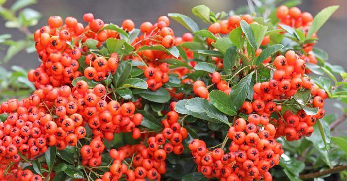 ASPRES GRASSE NURSERY 2024 ALPES MARITIMES GARDEN CENTER