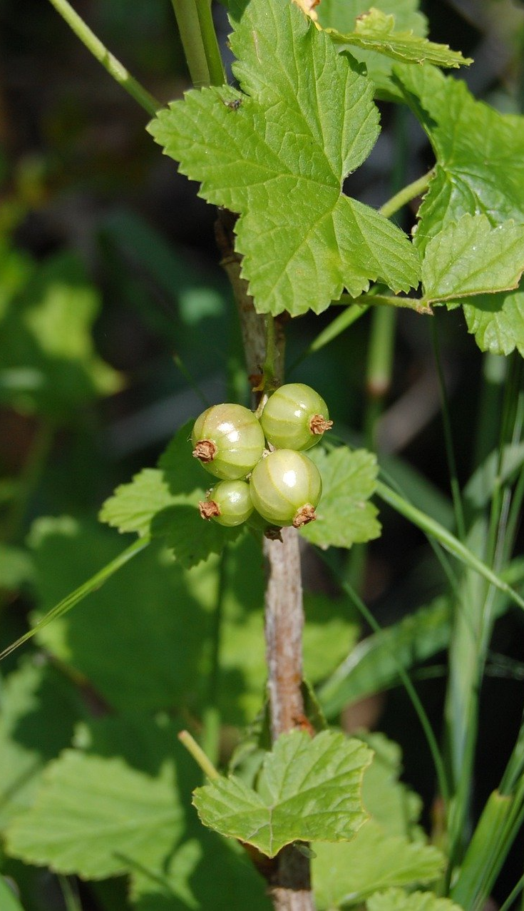PEPINIERE DES ASPRES GRASSE 2024 ALPES MARITIMES JARDINERIE
