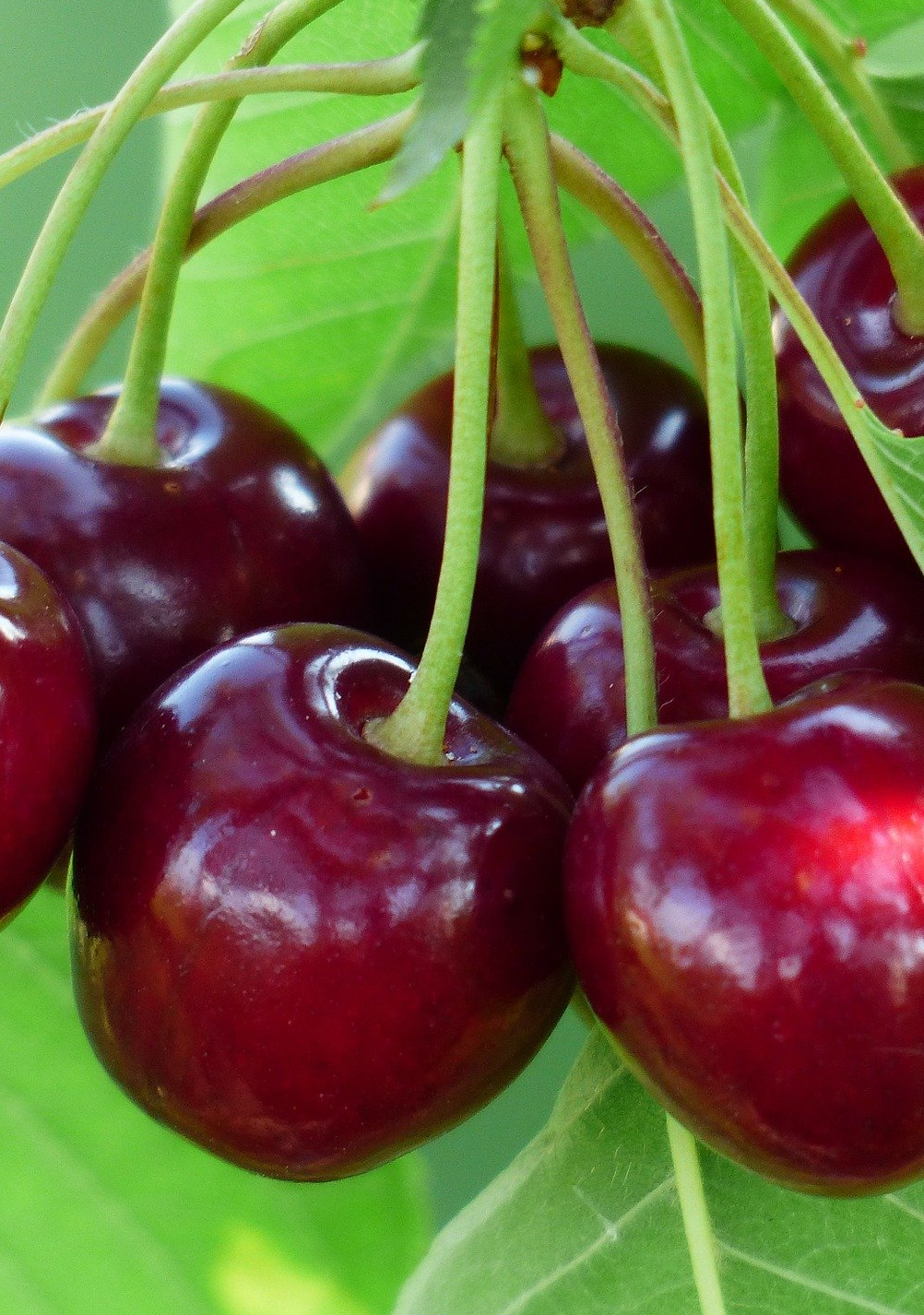 PEPINIERE DES ASPRES GRASSE 2024 ALPES MARITIMES JARDINERIE