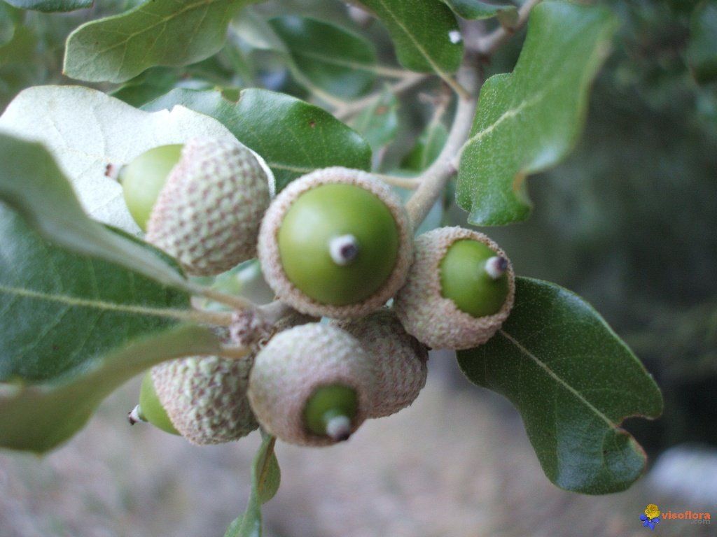 PEPINIERE DES ASPRES GRASSE 2024 ALPES MARITIMES JARDINERIE