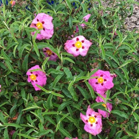 PEPINIERE DES ASPRES GRASSE 2024 ALPES MARITIMES JARDINERIE