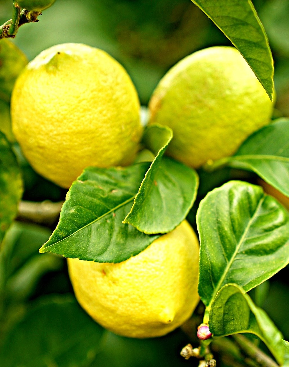 PEPINIERE DES ASPRES GRASSE 2025