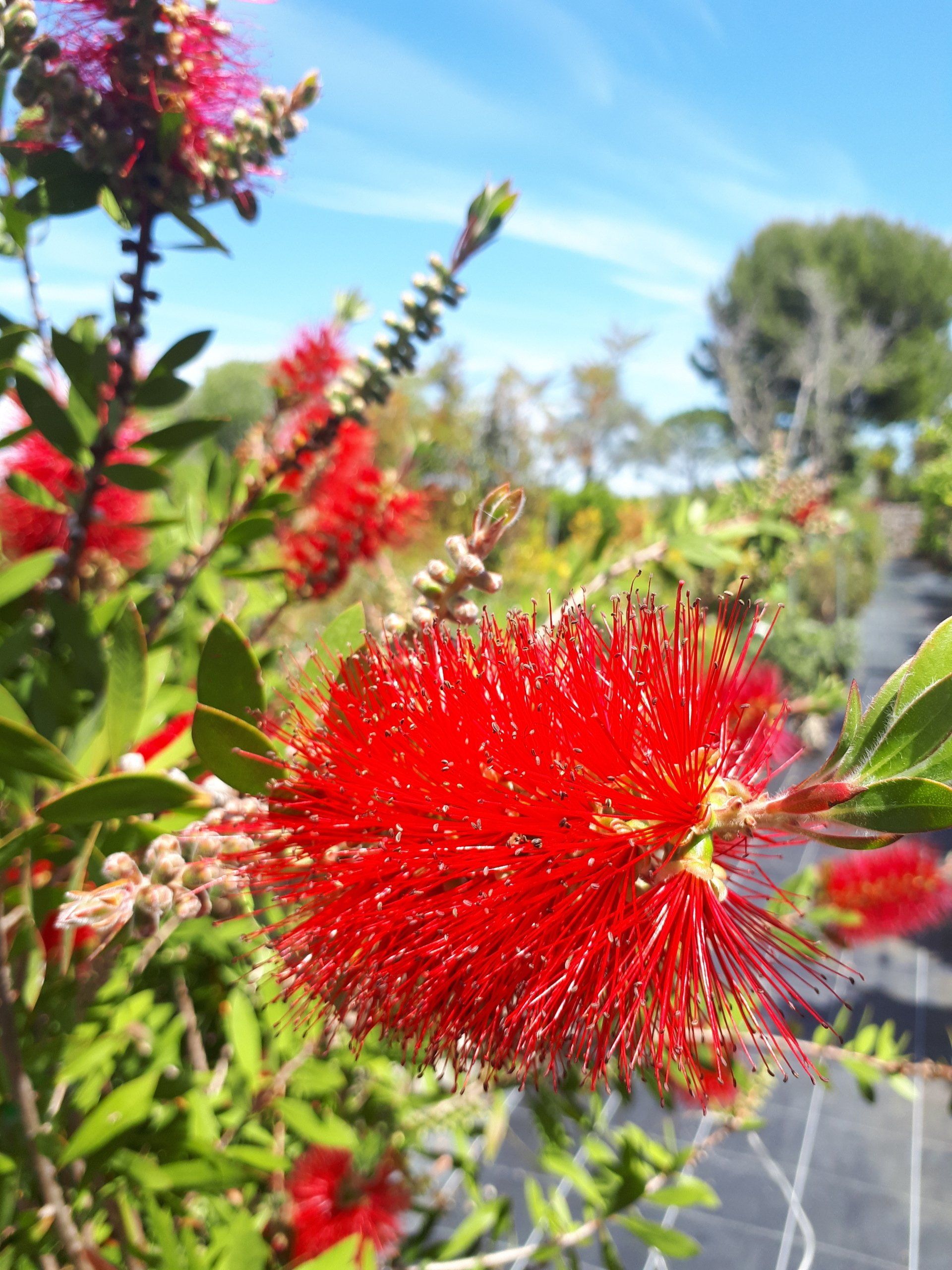 PEPINIERE DES ASPRES GRASSE 2024 ALPES MARITIMES JARDINERIE