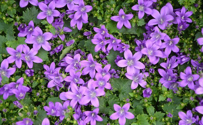 VIVAIO DES ASPRES GRASSE 2024 CURA DEL GIARDINO DELLE ALPI MARITTIME