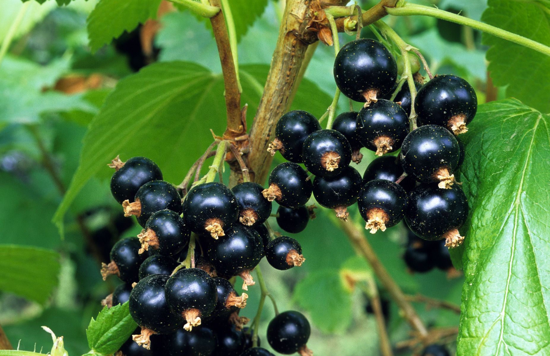 VIVAIO DES ASPRES GRASSE 2024 CURA DEL GIARDINO DELLE ALPI MARITTIME