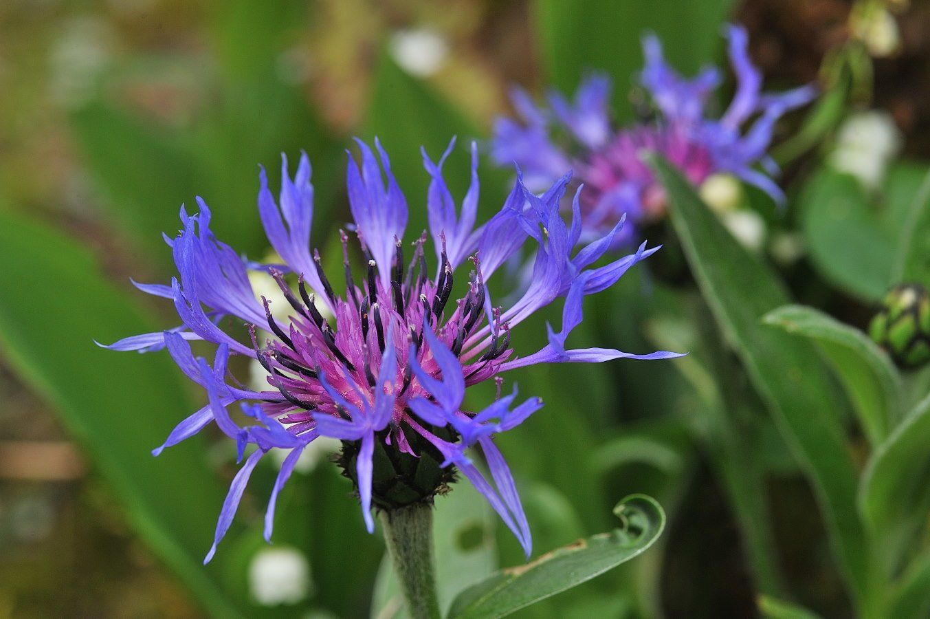 PEPINIERE DES ASPRES GRASSE 2024 ALPES MARITIMES JARDINERIE