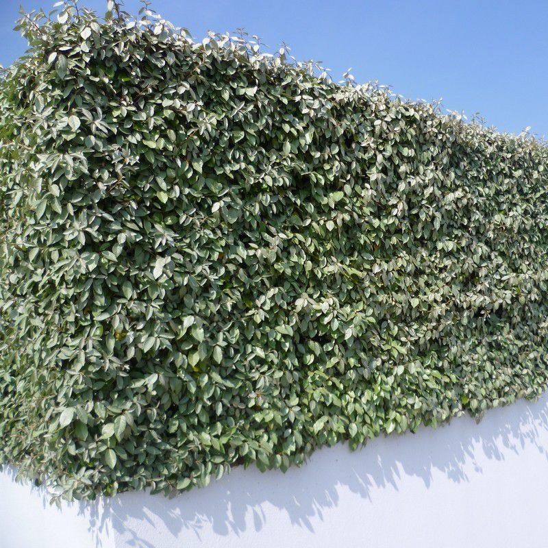 PEPINIERE DES ASPRES GRASSE 2024 ALPES MARITIMES JARDINERIE