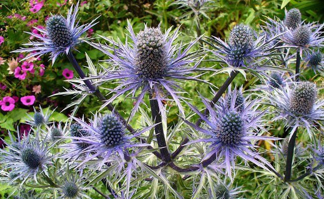 ASPRES GRASSE NURSERY 2024 ALPES MARITIMES GARDEN CENTER