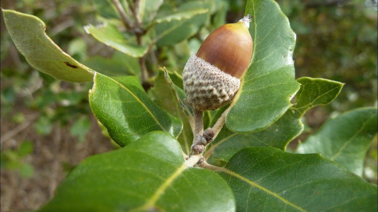 ASPRES GRASSE NURSERY 2025