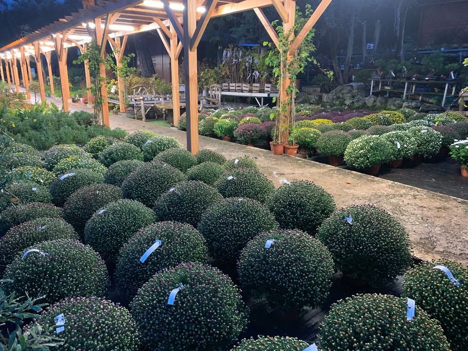 PEPINIERE DES ASPRES GRASSE 2024 ALPES MARITIMES JARDINERIE