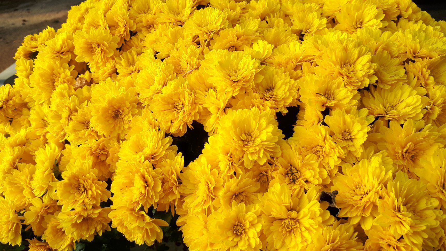 PEPINIERE DES ASPRES GRASSE 2024 ALPES MARITIMES JARDINERIE