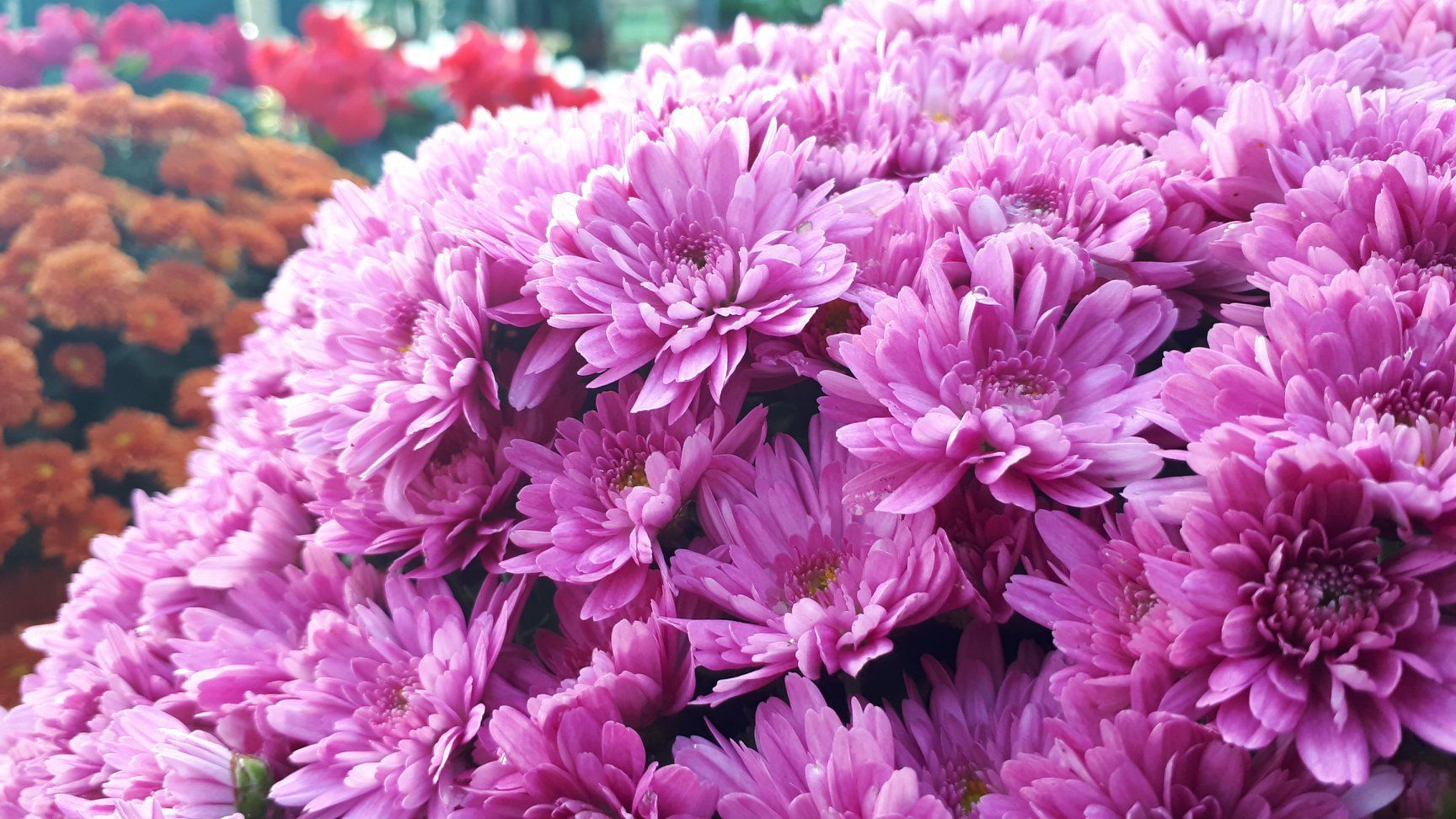 ASPRES GRASSE NURSERY 2024 ALPES MARITIMES GARDEN CENTER