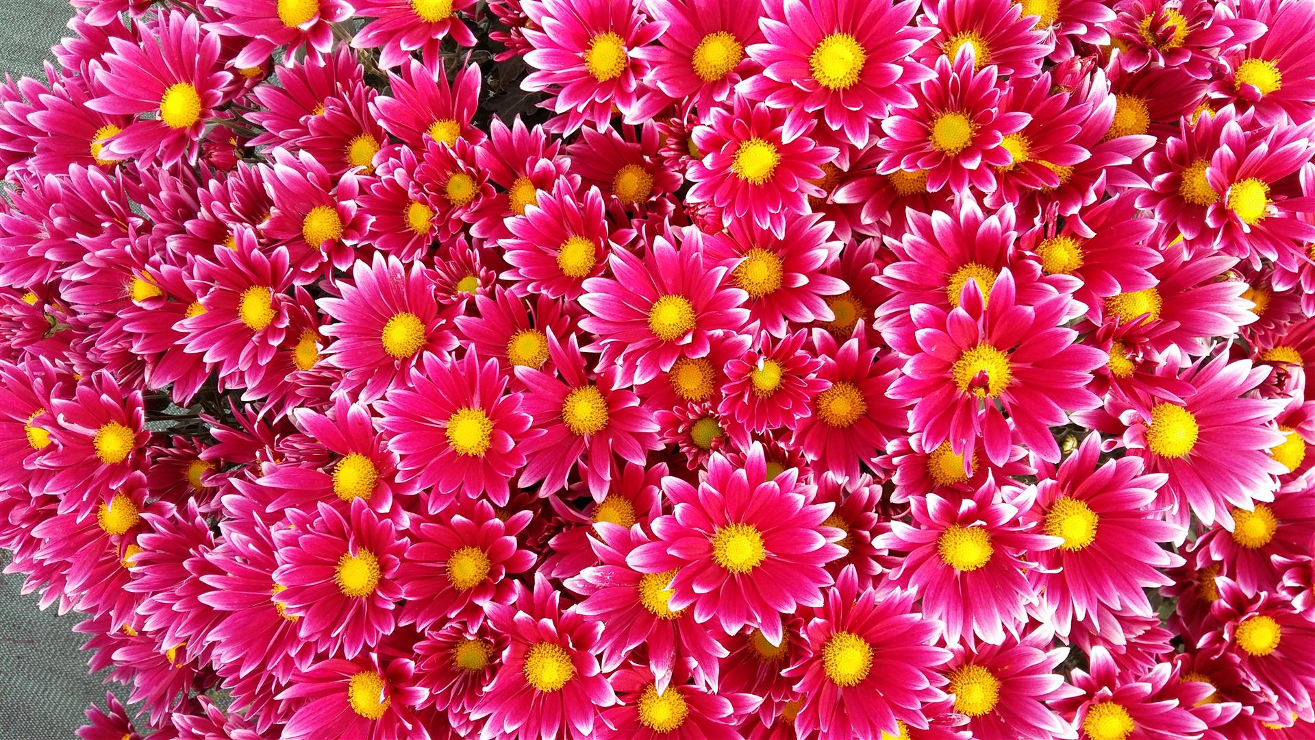 PEPINIERE DES ASPRES GRASSE 2024 ALPES MARITIMES JARDINERIE