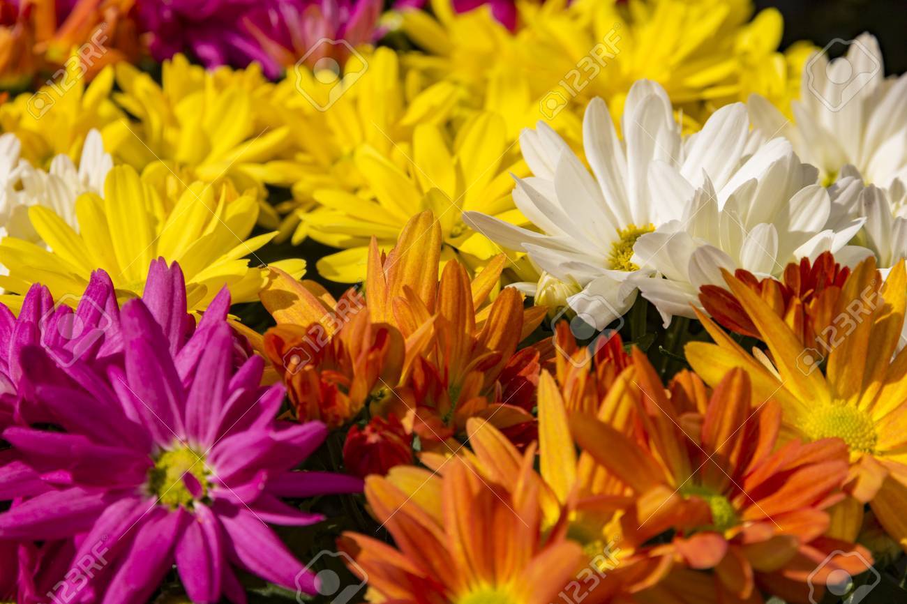 PEPINIERE DES ASPRES GRASSE 2024 ALPES MARITIMES JARDINERIE