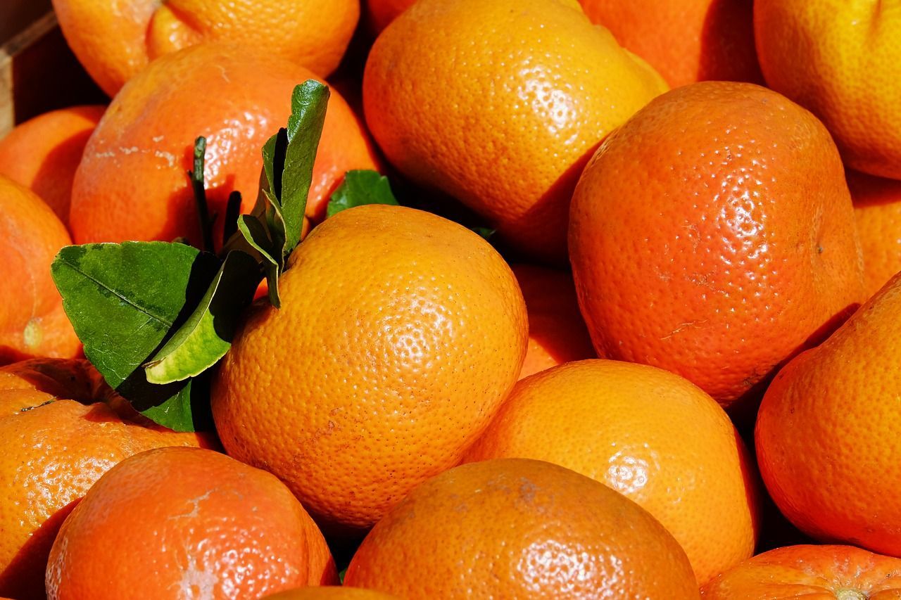 PEPINIERE DES ASPRES GRASSE 2024 JARDINERIE