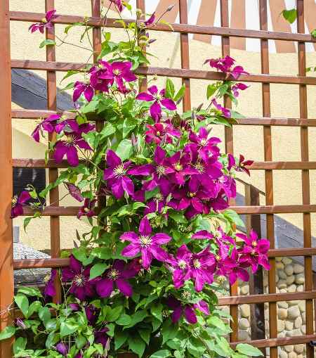 NURSERY DES ASPRES GRASSE 2024 ALPES MARITIMES GARTENPFLEGE