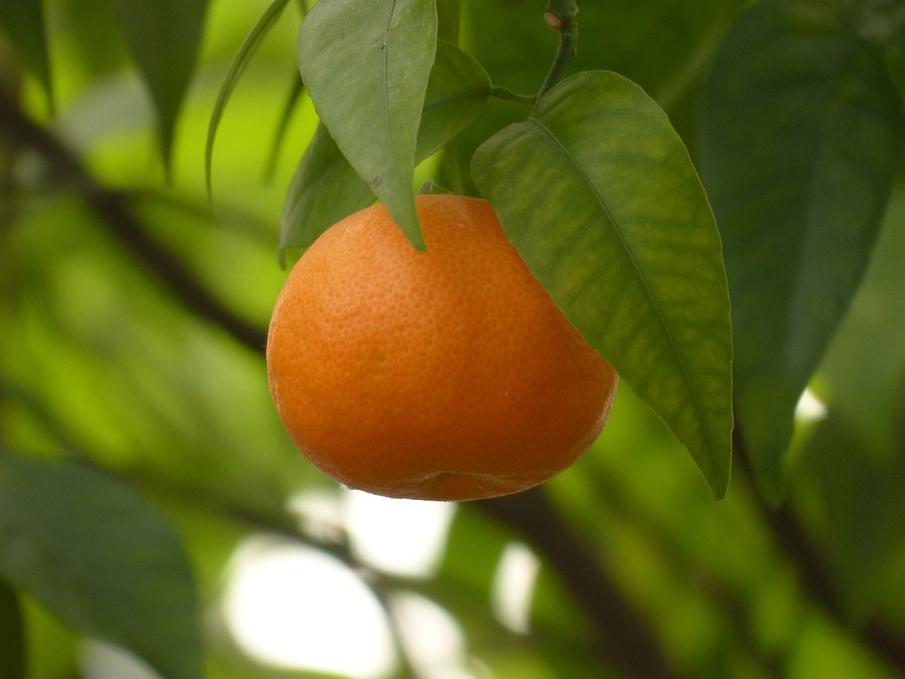 PEPINIERE DES ASPRES GRASSE 2024 JARDINERIE