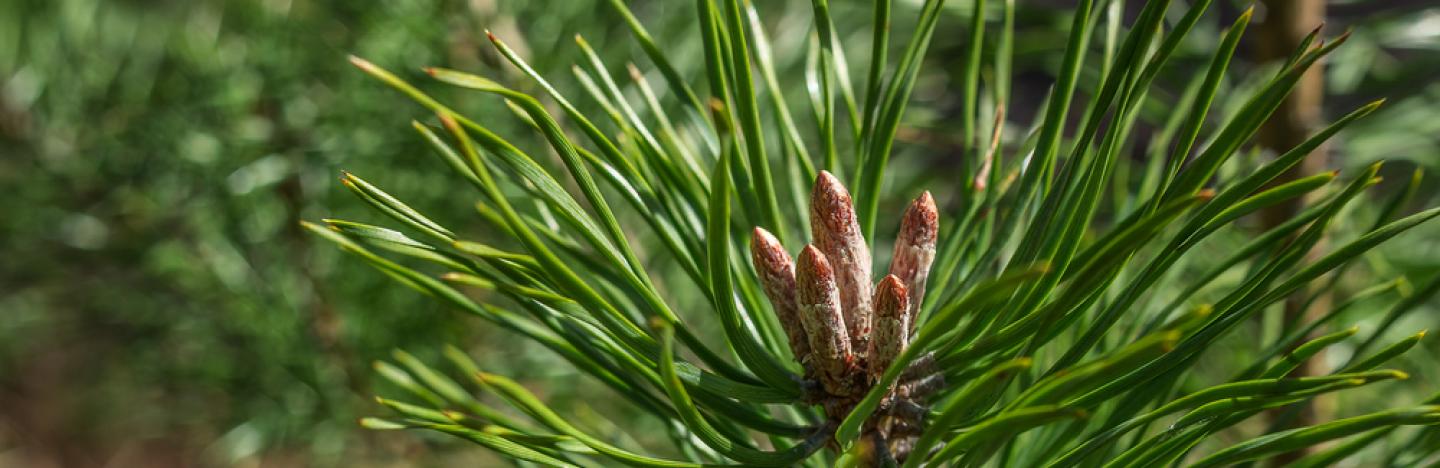 PEPINIERE DES ASPRES GRASSE 2025 ALPES MARITIMES