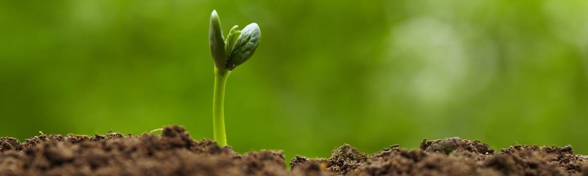 PEPINIERE DES ASPRES GRASSE 2024 ALPES MARITIMES JARDINERIE