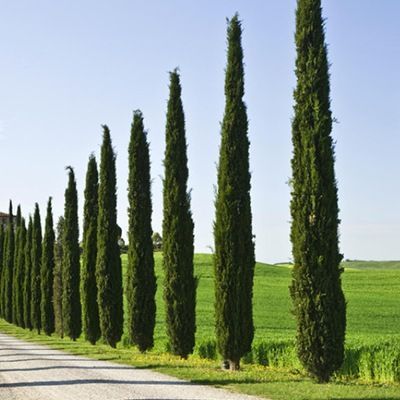 ASPRES NURSERY GRASSE 2025 ALPES MARITIMES