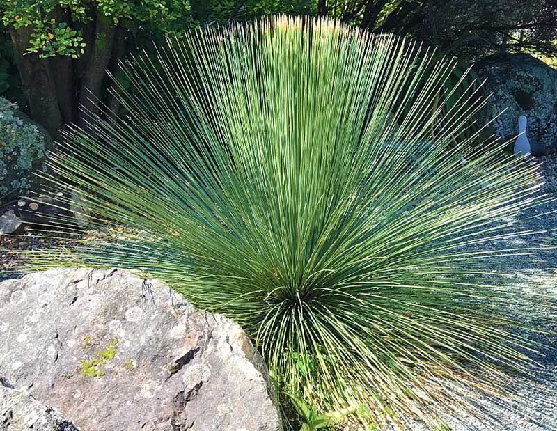 PEPINIERE DES ASPRES GRASSE 2024 ALPES MARITIMES JARDINERIE