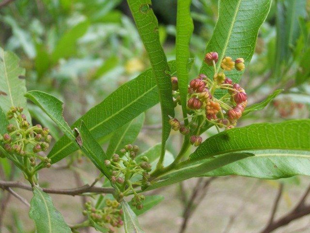 PEPINIERE DES ASPRES GRASSE 2024 ALPES MARITIMES JARDINERIE