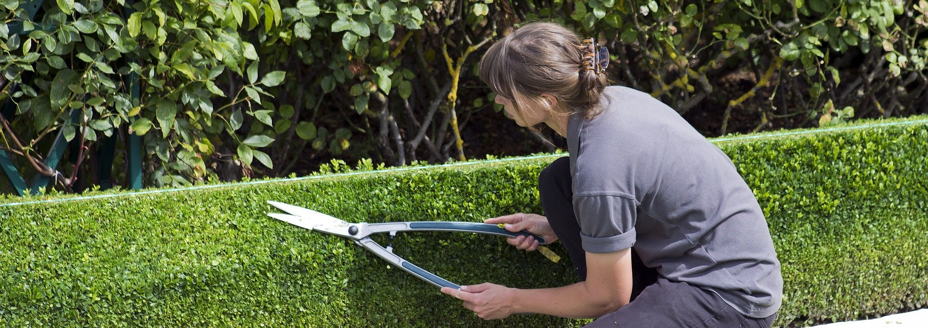 pepiniere jardinerie alpes maritimes 2025 2024 pepinière des aspres jardiner grasse