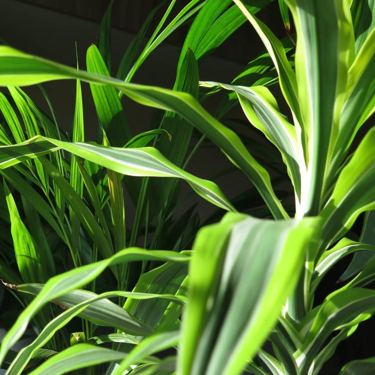 NURSERY DES ASPRES GRASSE 2024 ALPES MARITIMES GARTENPFLEGE