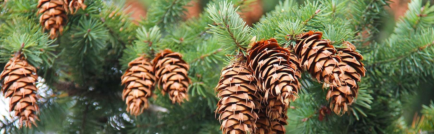 PEPINIERE DES ASPRES GRASSE 2024 ALPES MARITIMES JARDINERIE