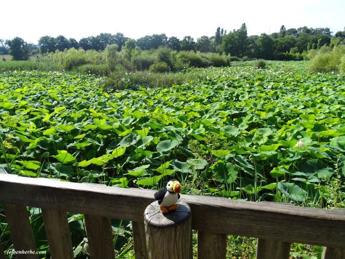 PEPINIERE DES ASPRES GRASSE 2024 ALPES MARITIMES JARDINERIE