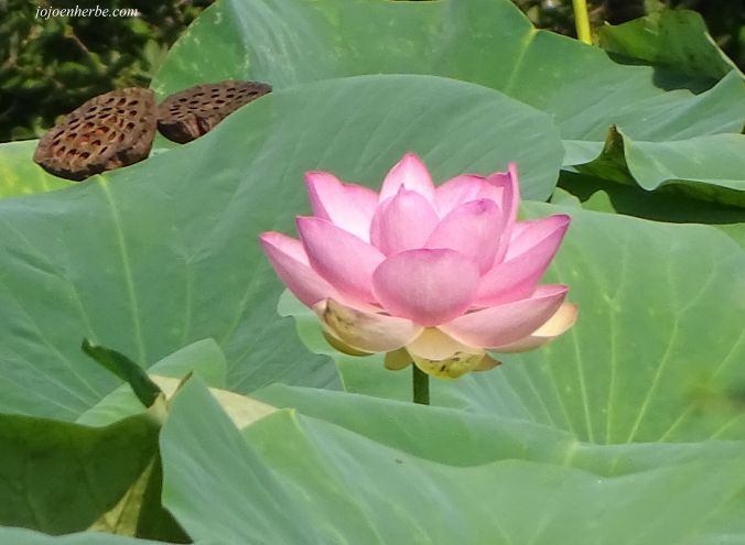 PEPINIERE DES ASPRES GRASSE 2024 ALPES MARITIMES JARDINERIE