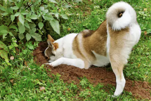 PEPINIERE DES ASPRES GRASSE 2024 ALPES MARITIMES JARDINERIE