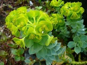 PEPINIERE DES ASPRES GRASSE 2024 ALPES MARITIMES JARDINERIE