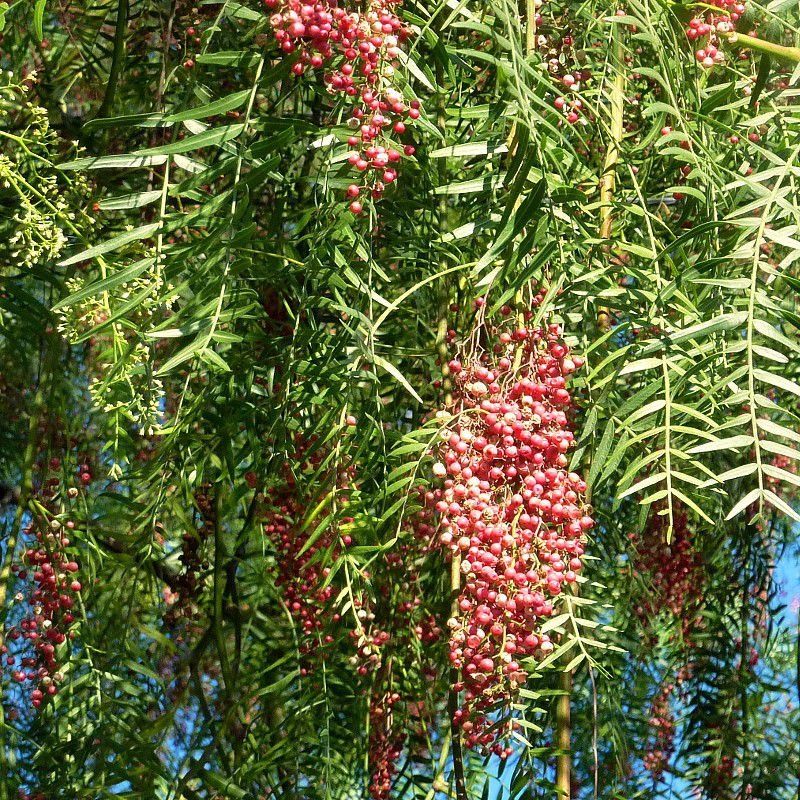 PEPINIERE DES ASPRES GRASSE 2024 ALPES MARITIMES JARDINERIE