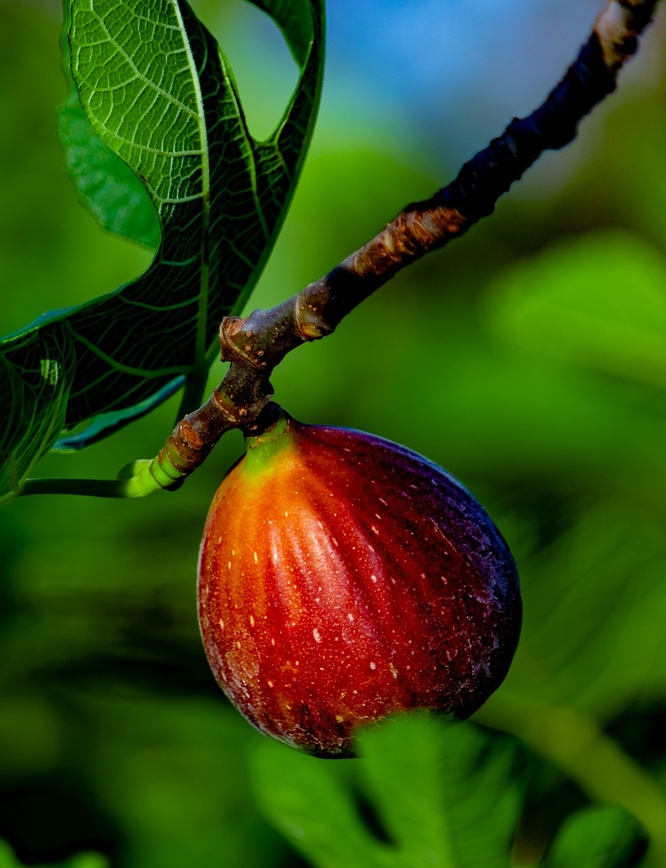 PEPINIERE DES ASPRES GRASSE 2024 ALPES MARITIMES JARDINERIE