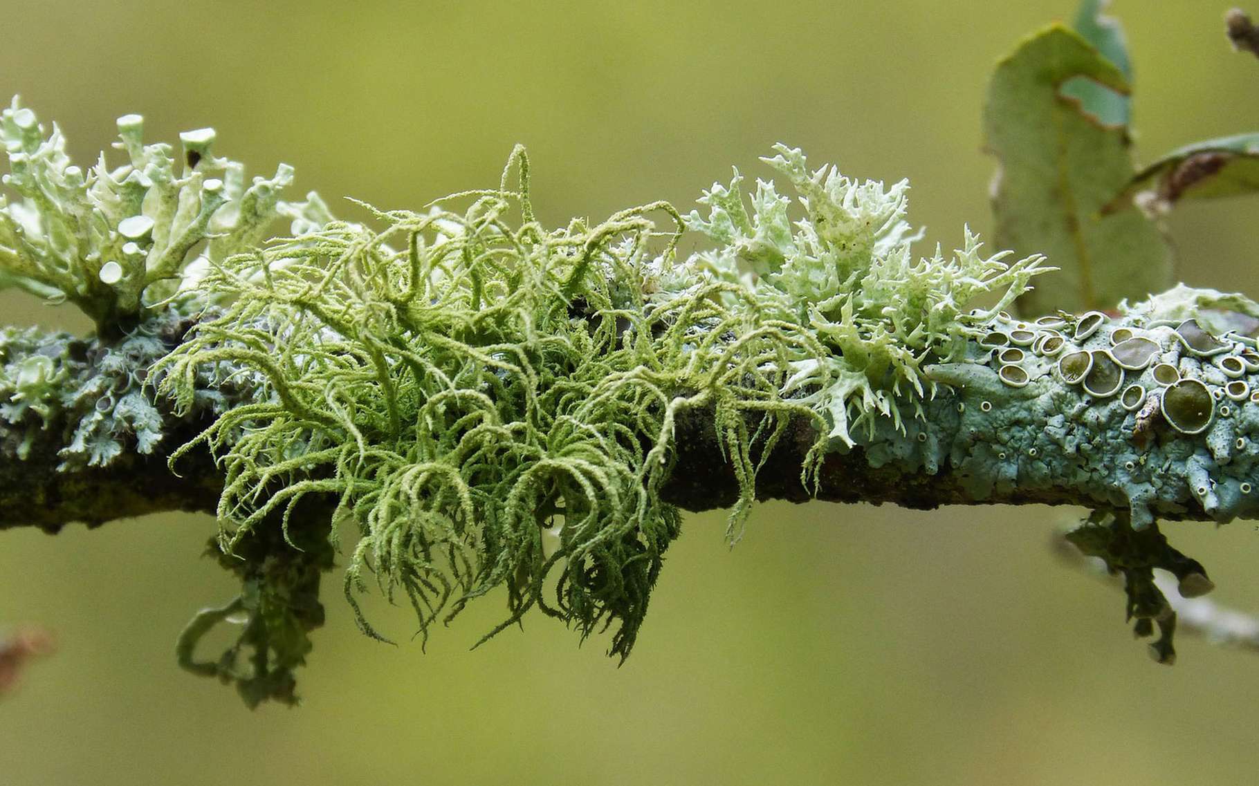 PEPINIERE DES ASPRES GRASSE 2025