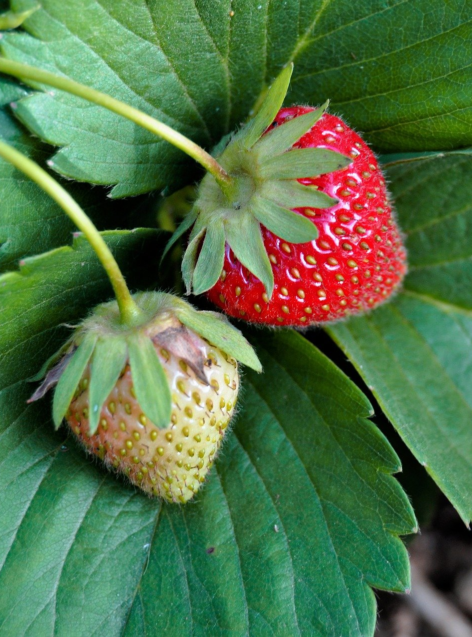 PEPINIERE DES ASPRES GRASSE 2024 ALPES MARITIMES JARDINERIE