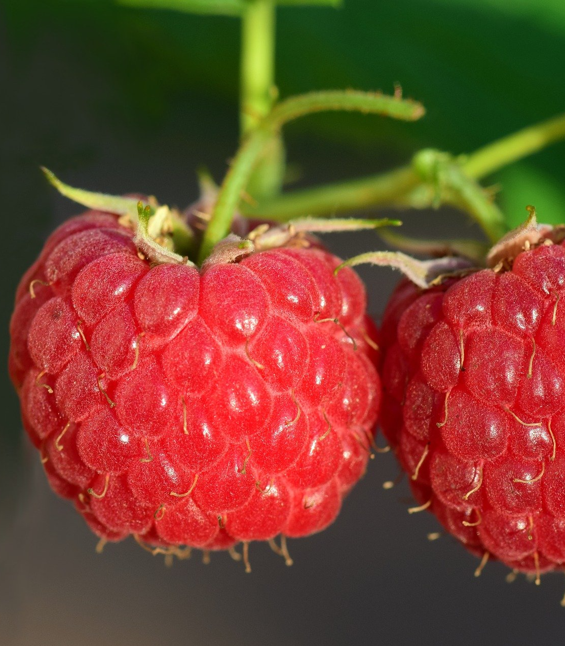 PEPINIERE DES ASPRES GRASSE 2024 ALPES MARITIMES JARDINERIE