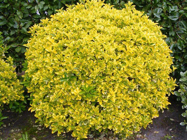 ASPRES GRASSE KINDERGARTEN 2025