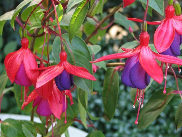 ASPRES GRASSE NURSERY 2024 ALPES MARITIMES GARDEN CENTER