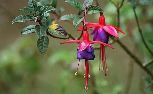 PEPINIERE DES ASPRES GRASSE 2024 ALPES MARITIMES JARDINERIE