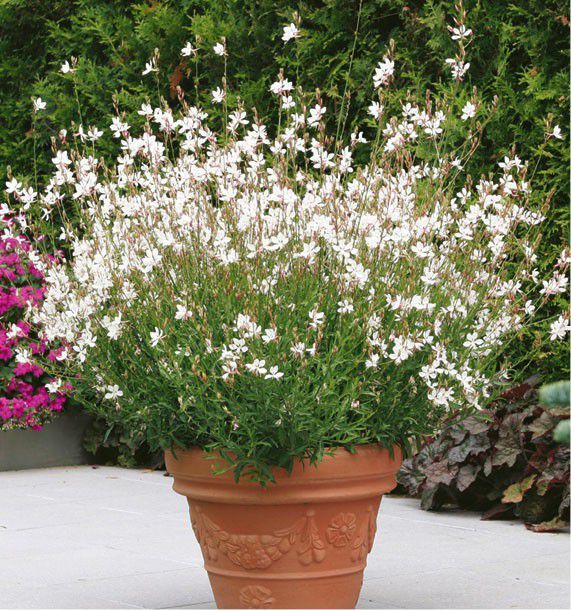 PEPINIERE DES ASPRES GRASSE 2024 ALPES MARITIMES JARDINERIE