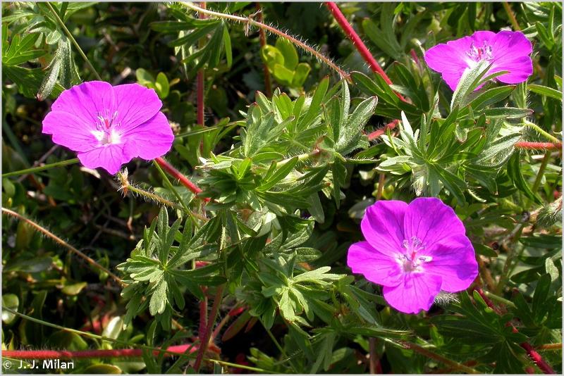 PEPINIERE DES ASPRES GRASSE 2024 ALPES MARITIMES JARDINERIE