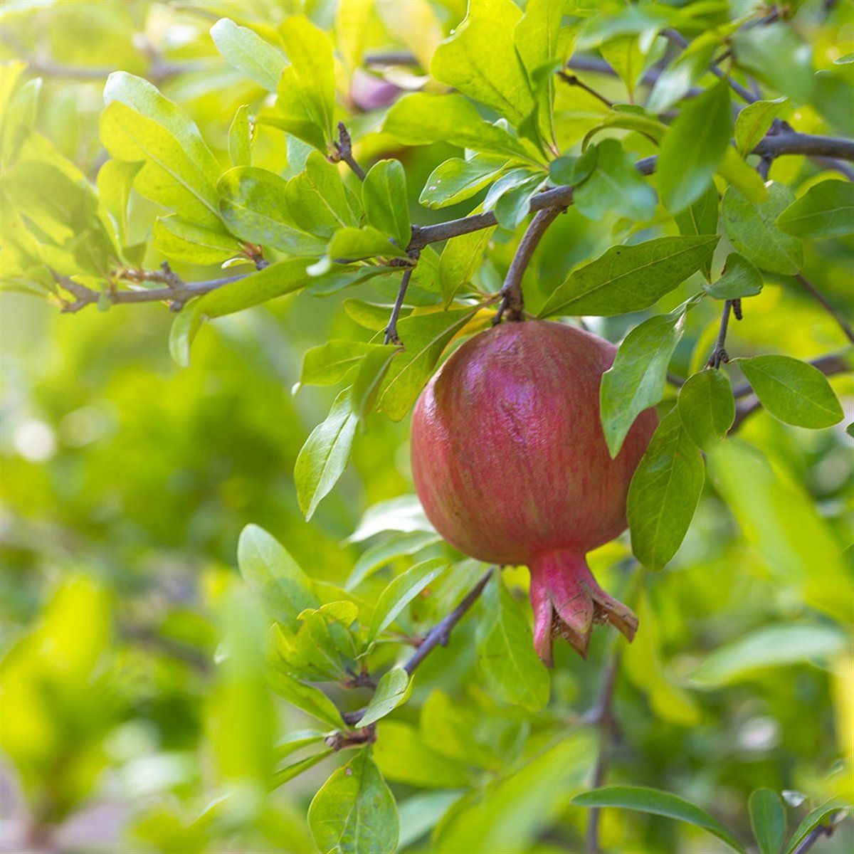 PEPINIERE DES ASPRES GRASSE 2024 ALPES MARITIMES JARDINERIE