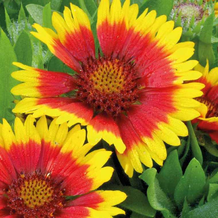ASPRES GRASSE NURSERY 2024 ALPES MARITIMES GARDEN CENTER